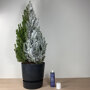 Spuitsneeuw 600 ml